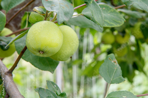 Green immature apples on a branch of the tree in the garden