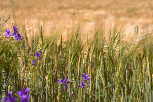 Wild flowers against the background of a wheat field. Selective focus.