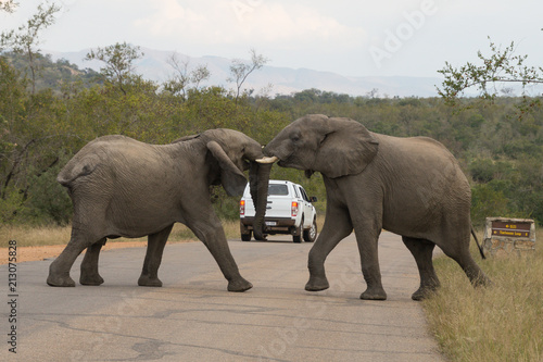 Elephants on Kruger NP   South Africa