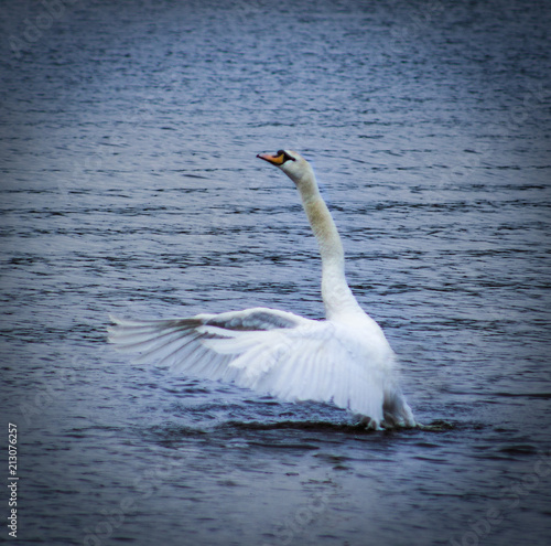 Beating Swan