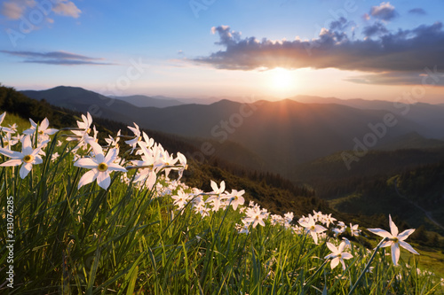 Fototapeta Naklejka Na Ścianę i Meble -  Grass with daffodils. The sunset illuminates the horizon. Sky with clouds. Landscape with high mountains. Forest road. Eco resort, relax for tourists. Location the Carpathian Mountains, Marmarosy.