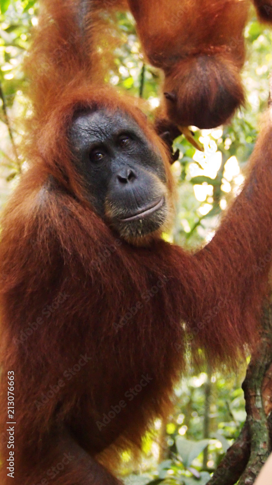 closeup of Orangutan hanging in tree in Bukit Lawang, Sumatra, Indonesia