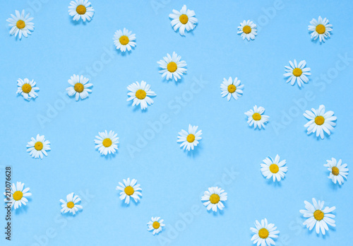 Chamomile flowers on the blue background. Top view