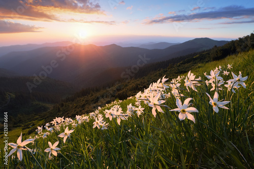 Fototapeta Naklejka Na Ścianę i Meble -  Grass with daffodils. The sunset illuminates the horizon. Sky with clouds. Landscape with high mountains. Forest road. Eco resort, relax for tourists. Location the Carpathian Mountains, Marmarosy.