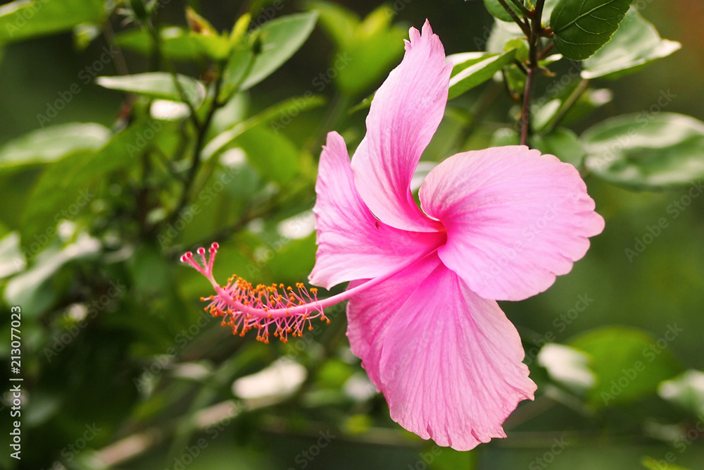 National Flower Of Guam | Best Flower Site