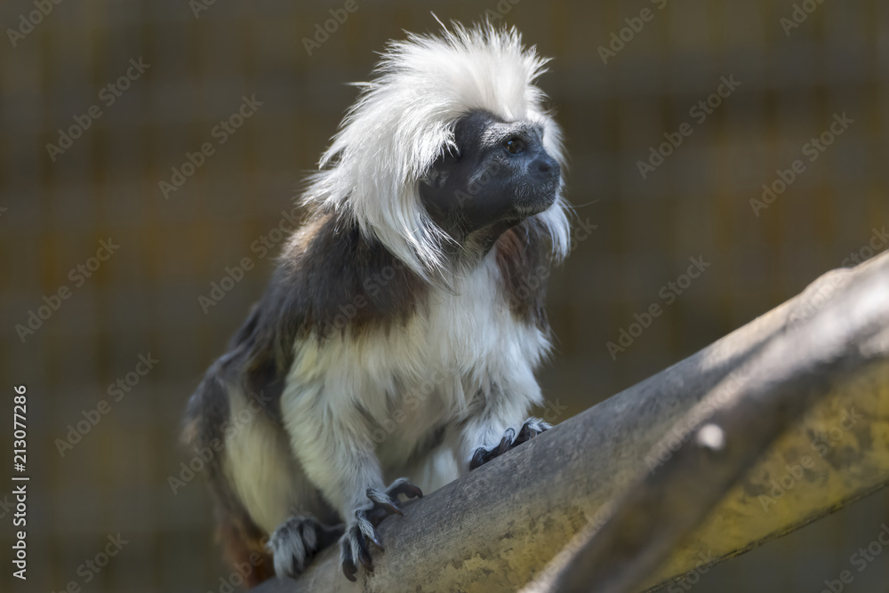 tamarin with a crown of cotton tamarin with a crown of cotton