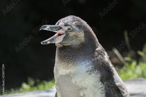 humboldt penguin walking outdoor