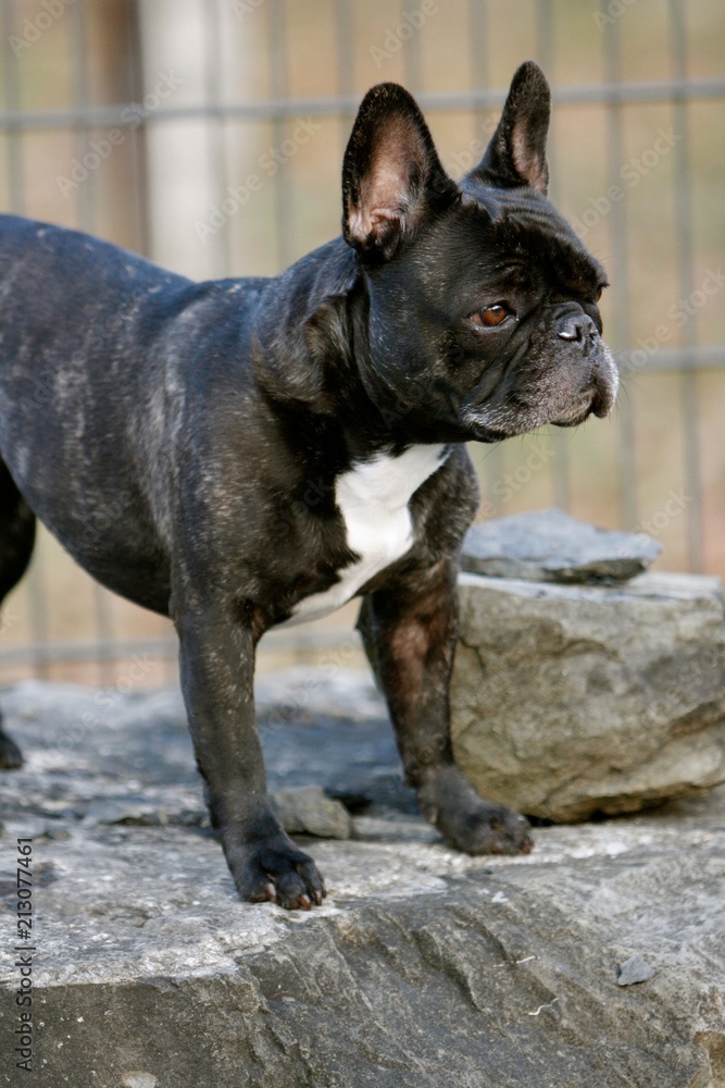 Black French Bulldog standing on a rock in the wood Black French Bulldog standing on a rock in the wood