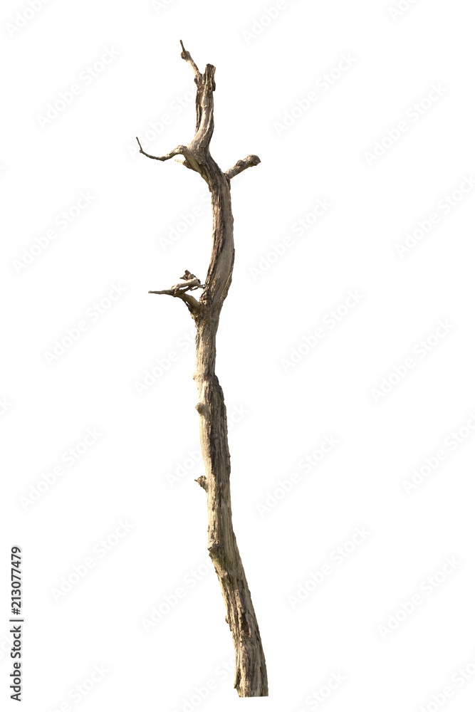 Dry tree dead on a white background Dry tree dead on a white background