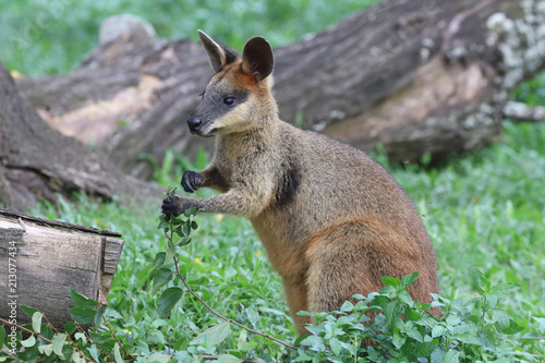Wallaby
