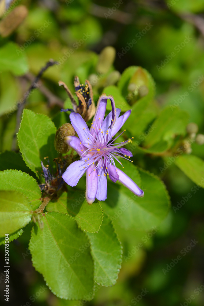 Fototapeta premium Tropical East African shrub