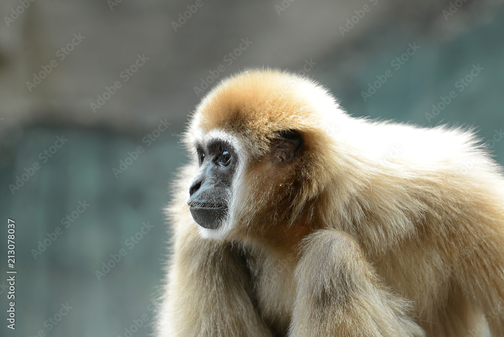 Naklejka premium Gibbon Affe,