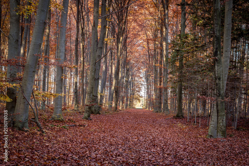 Siebentischwald im Herbst, Augsburg, Schwaben, Bayern, Deutschland