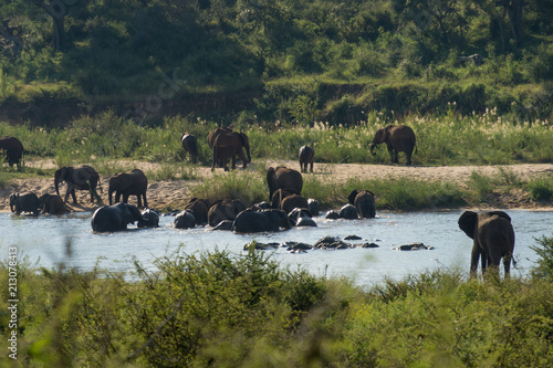 Elephants on Kruger NP,  South Africa