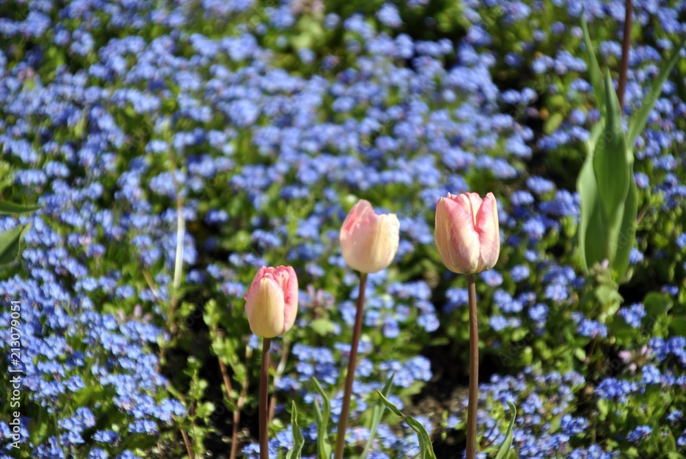 pink tulips in an English garden with colourful background pink tulips in an English garden with colourful background