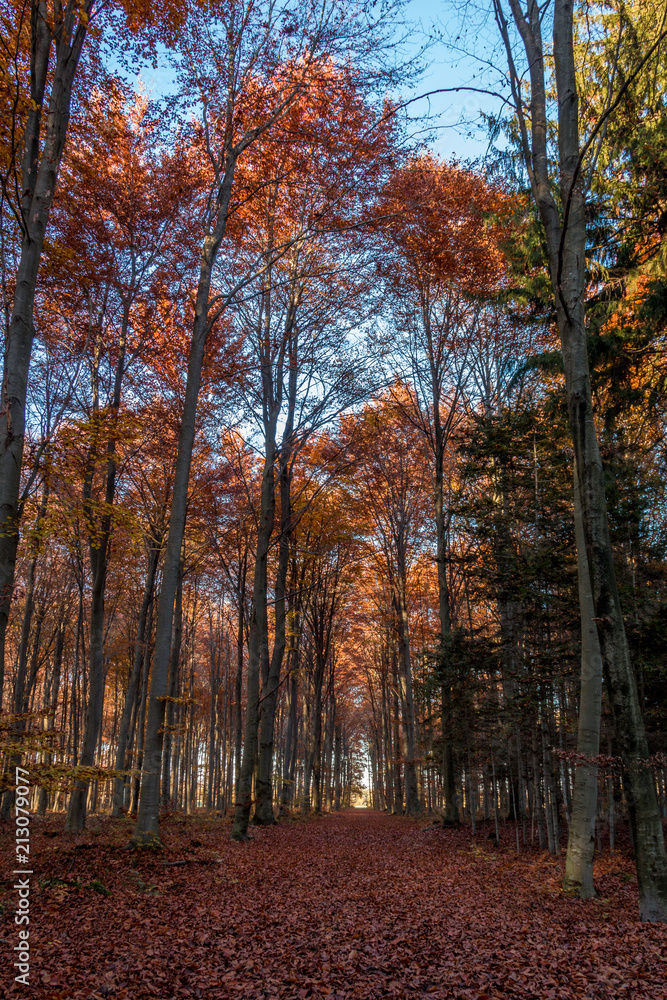 Siebentischwald im Herbst, Augsburg, Schwaben, Bayern, Deutschland