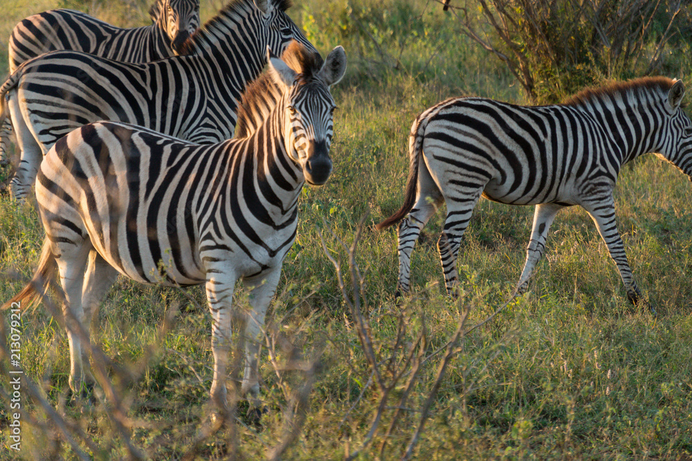 Fototapeta premium Zebras on Kruger NP, South Africa
