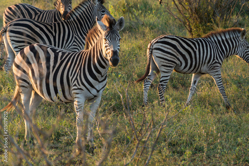 Zebras on Kruger NP  South Africa