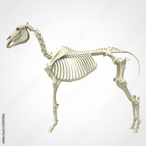 Horse Skeleton Anatomy - isolated on white. 3d rendering