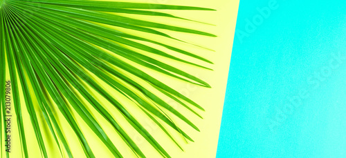 Tropical palm leaf with colorful banner background.