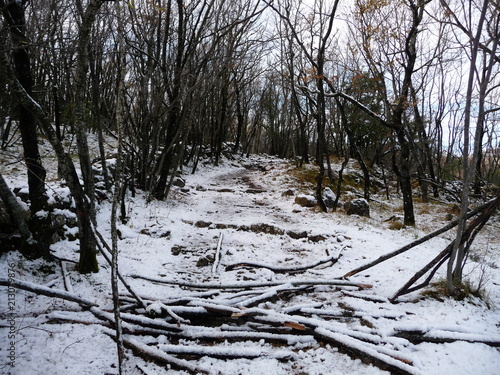 neige en forêt