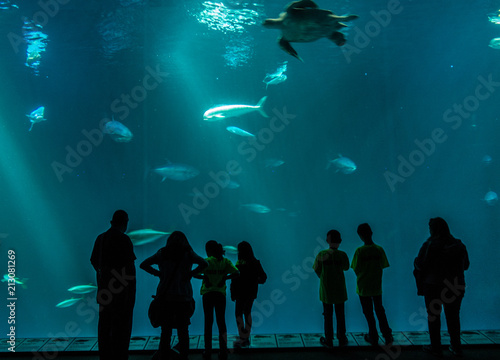 Aquarium silhouette 