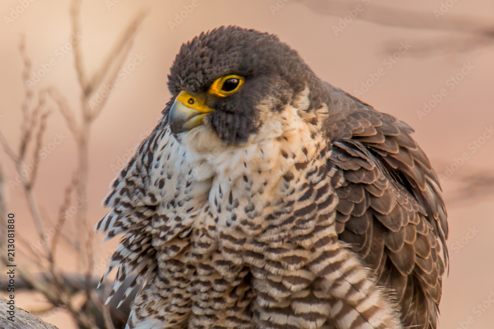 Naklejka premium Peregrine Falcon 