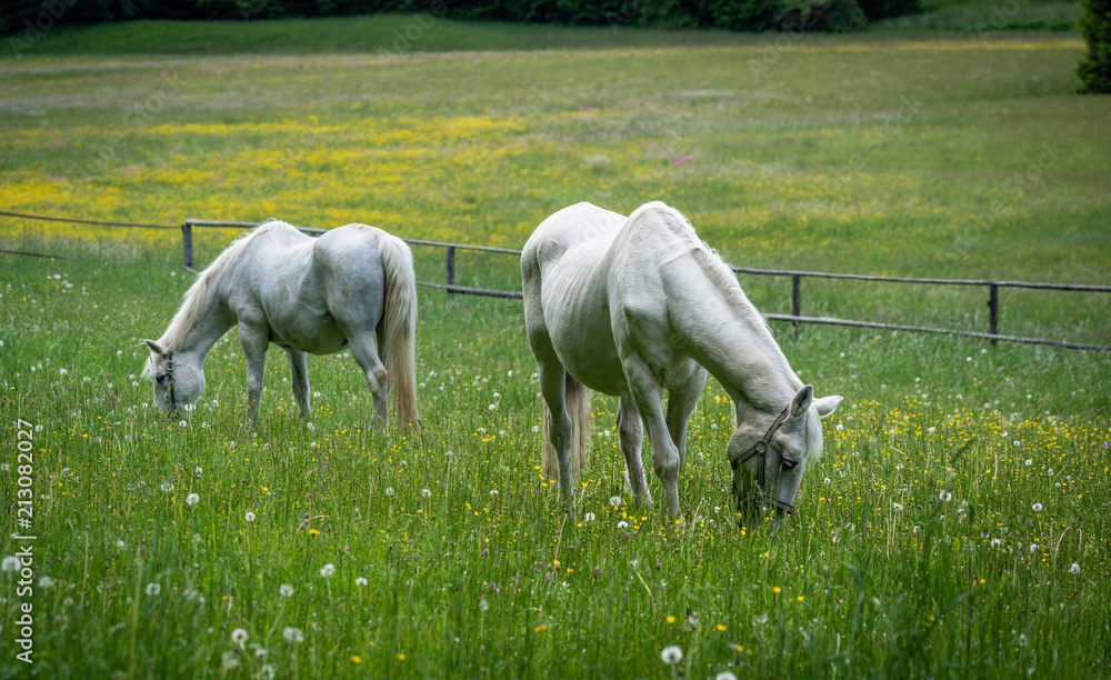 Fototapeta premium Grasing Old Horses