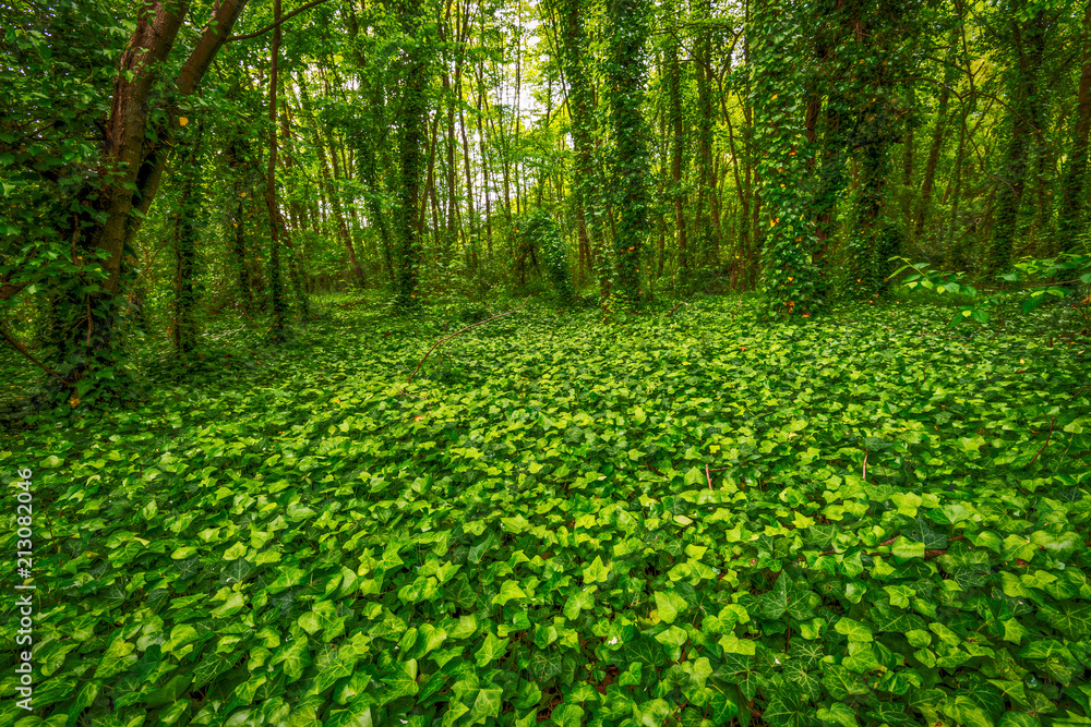 Beautiful Forest in France flowing near the town Villeneuve Loubet Beautiful Forest in France flowing near the town Villeneuve Loubet
