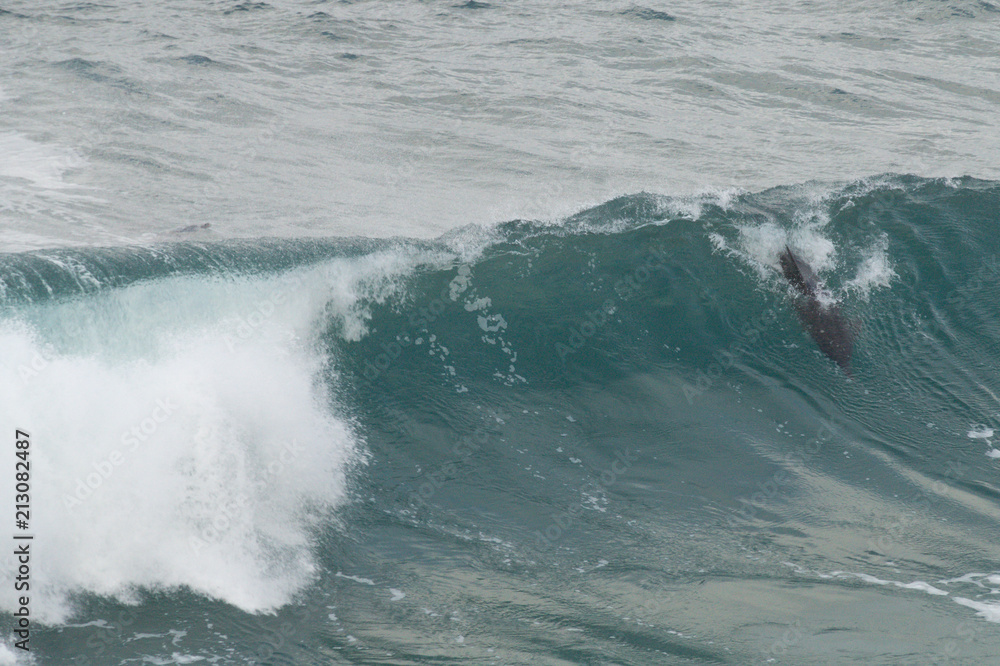 Dolphins in Hermanus, South Africa Dolphins in Hermanus, South Africa