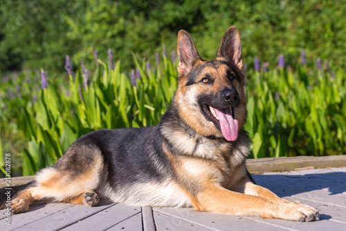 A young german shepherd lays down on a boardwalk with fronds in the background and purple flowers. The dog is smiling with her tongue hanging out.