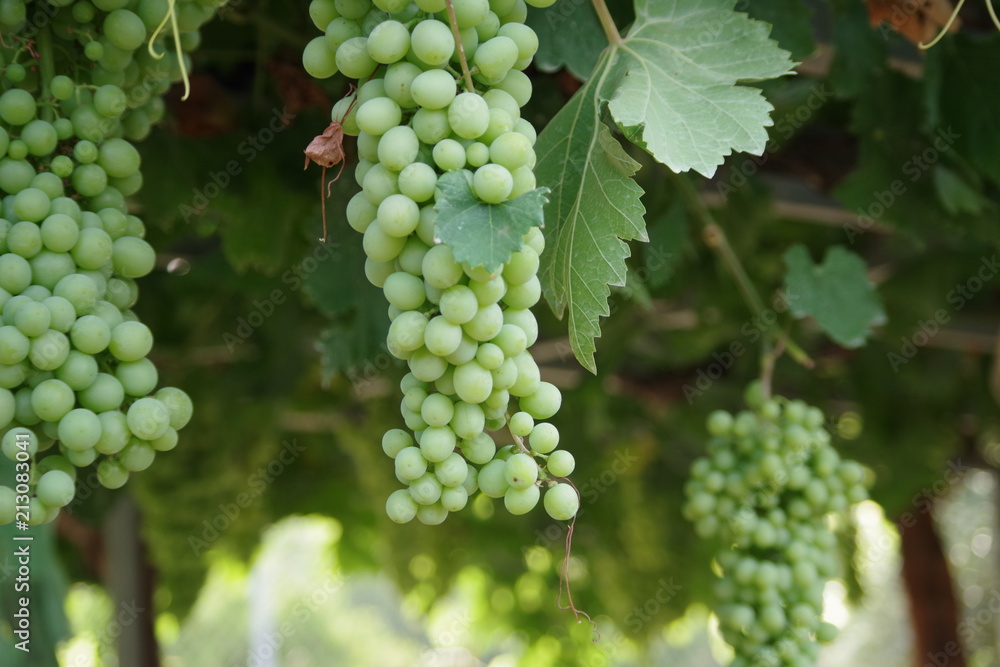 Racimo de uvas verdes 6 - Parras mixtas - Huerta de Antonio