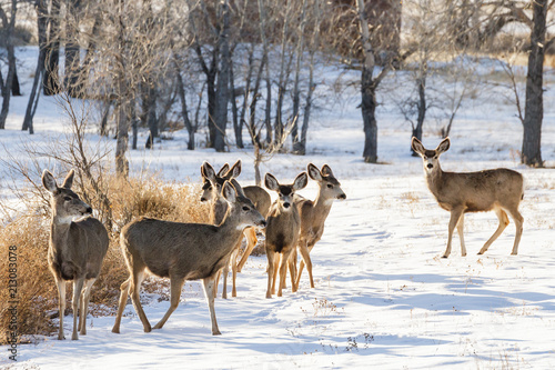 Herd of Mule Deer in the Snow. Wild Deer on the High Plains of Colorado