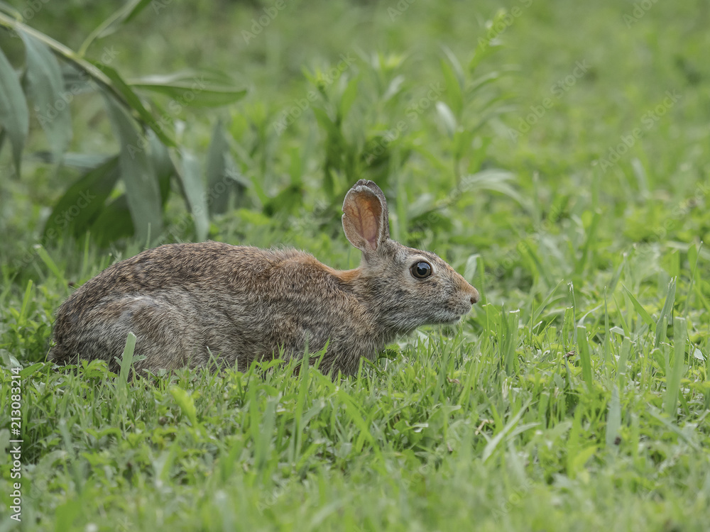 an Eastern Cottontail stops to check as it crosses a meadow an Eastern Cottontail stops to check as it crosses a meadow