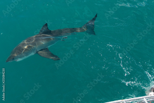 White Shark on Gaansbai, South Africa © Alberto Yoldi