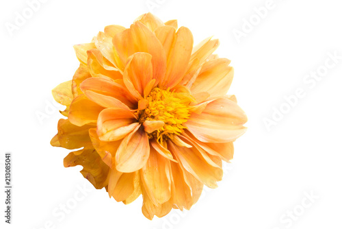Fototapeta Naklejka Na Ścianę i Meble -  orange chrysanthemum isolated