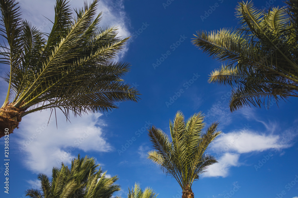 Beautiful green palm trees isolated at bright blue sky with fluffy white clouds. Horizontal color photography. Beautiful green palm trees isolated at bright blue sky with fluffy white clouds. Horizontal color photography.