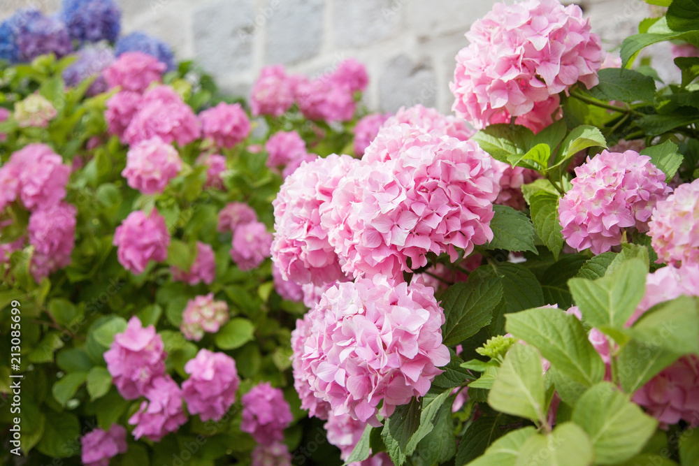 Blooming flowers hydrangea are pink, blue, lilac, violet, purple in spring and summer at sunset in town garden. Blooming flowers hydrangea are pink, blue, lilac, violet, purple in spring and summer at sunset in town garden.