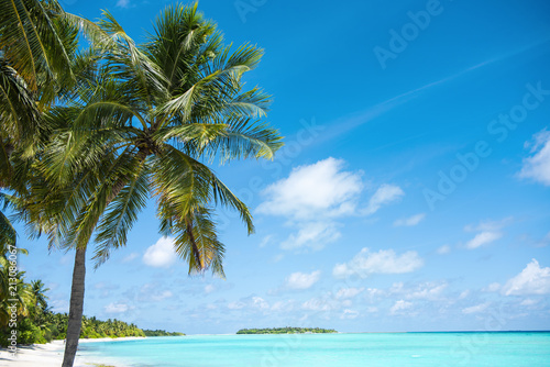 Palm trees against blue sky  Palm trees at tropical coast  coconut tree. Summer time photo. Holidays at Maldives