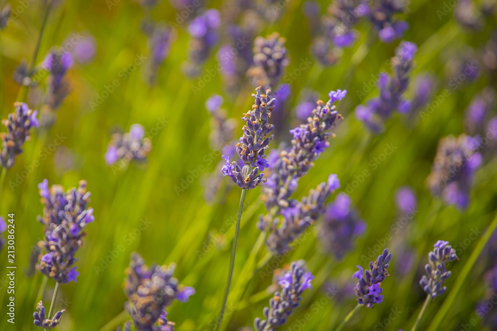 Small blooming lavender flowers in close-up Small blooming lavender flowers in close-up