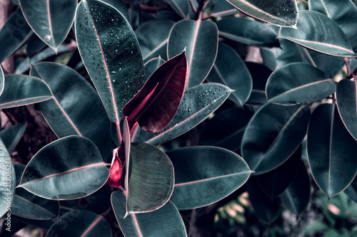Photos Dark green rubber plant leaves in the filter color effect