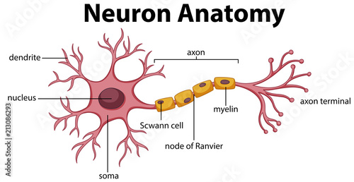 Diagram of Neuron Anatomy photo