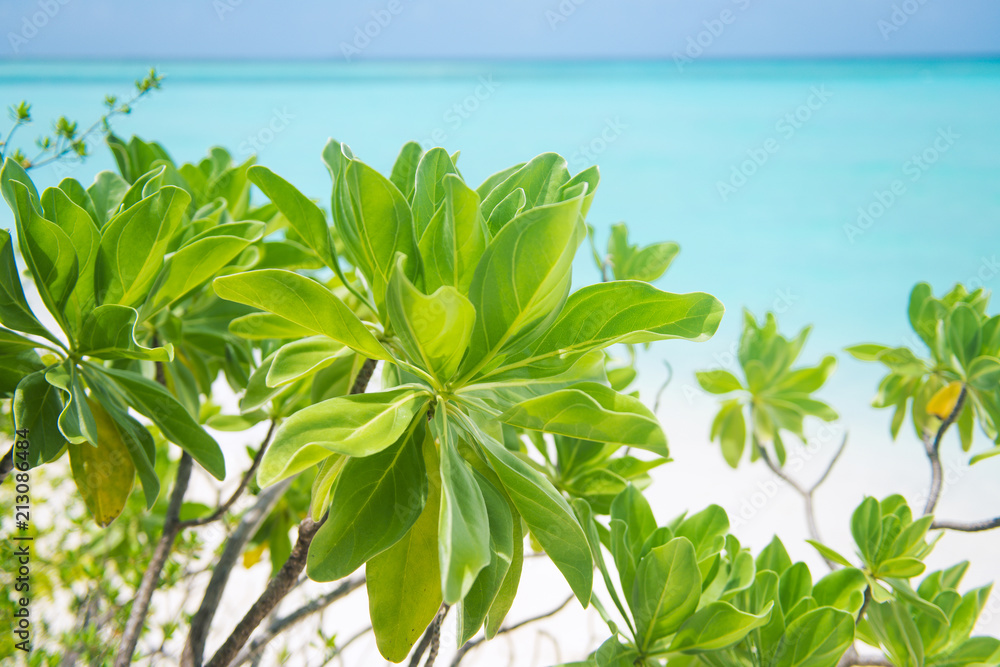 Mangrove at the beach. Palm trees at tropical coast, coconut tree. Summer time photo. Holidays at Maldives
