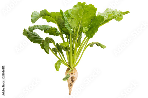 sugar beet with leaves isolated