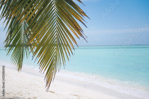 Palm trees against blue sky, Palm trees at tropical coast, coconut tree. Summer time photo. Holidays at Maldives © Wojciech