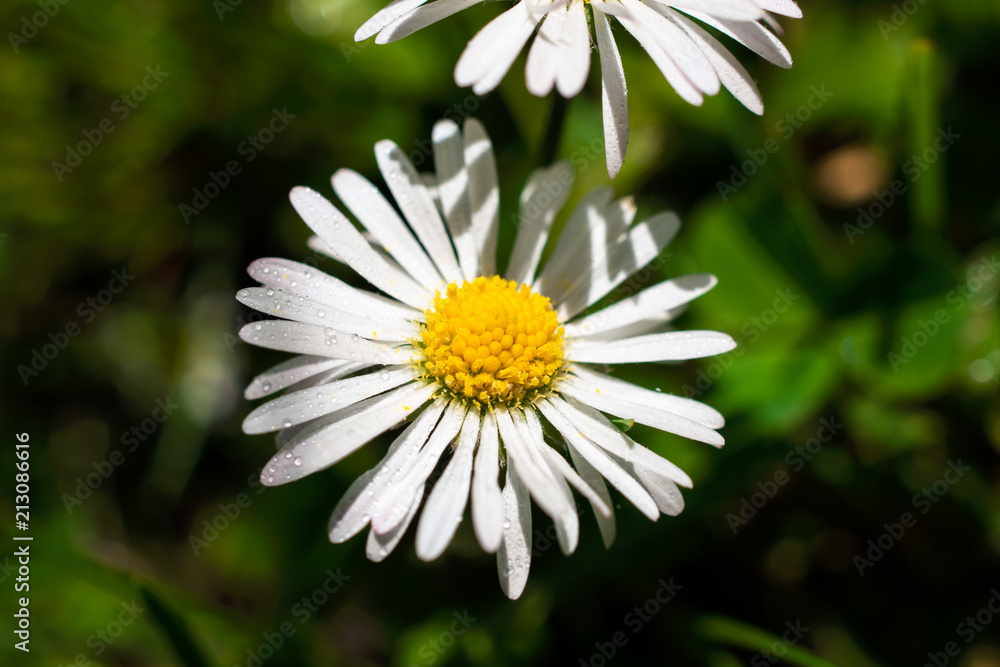 Water drops on a daisy