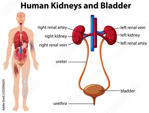 Human Kidneys and Bladder
