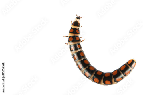 Glow worm larvae on white