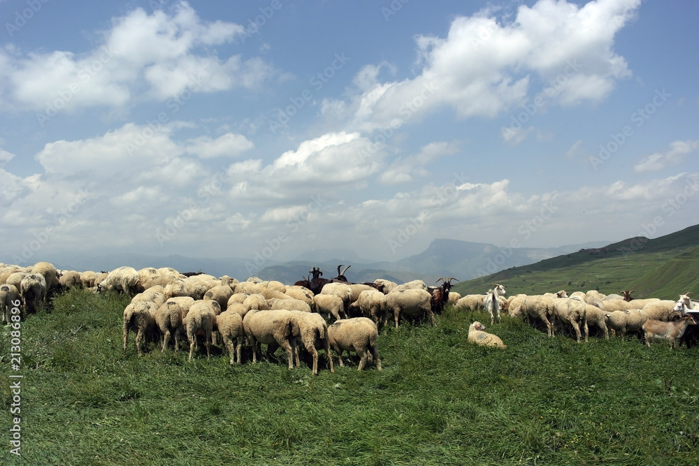 Obraz premium бараны пасутся в горах Дагестана sheep grazing in the mountains of Dagestan