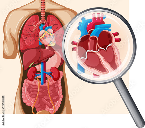 Human Heart and Circulatory System